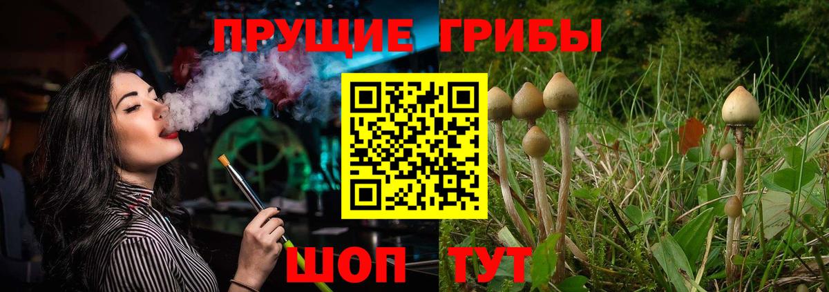 Галлюциногенные грибы Psilocybe  Вход с VPN  купить закладку  Малгобек  Псилоцибиновые грибы мицелий 